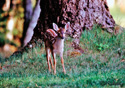 Odocoileus hemionus